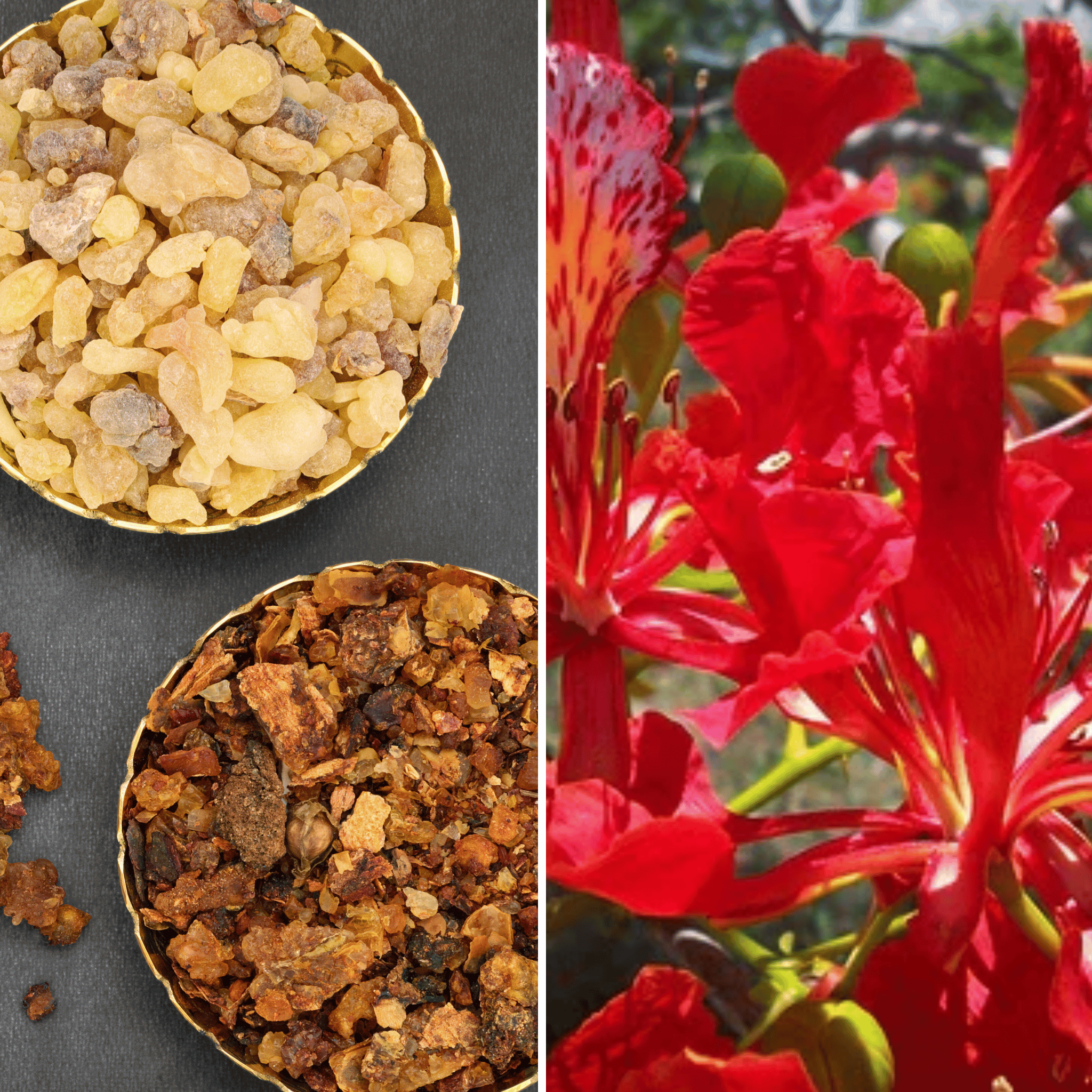 Senzio™ Miracle Balm Herbal Powerhouse