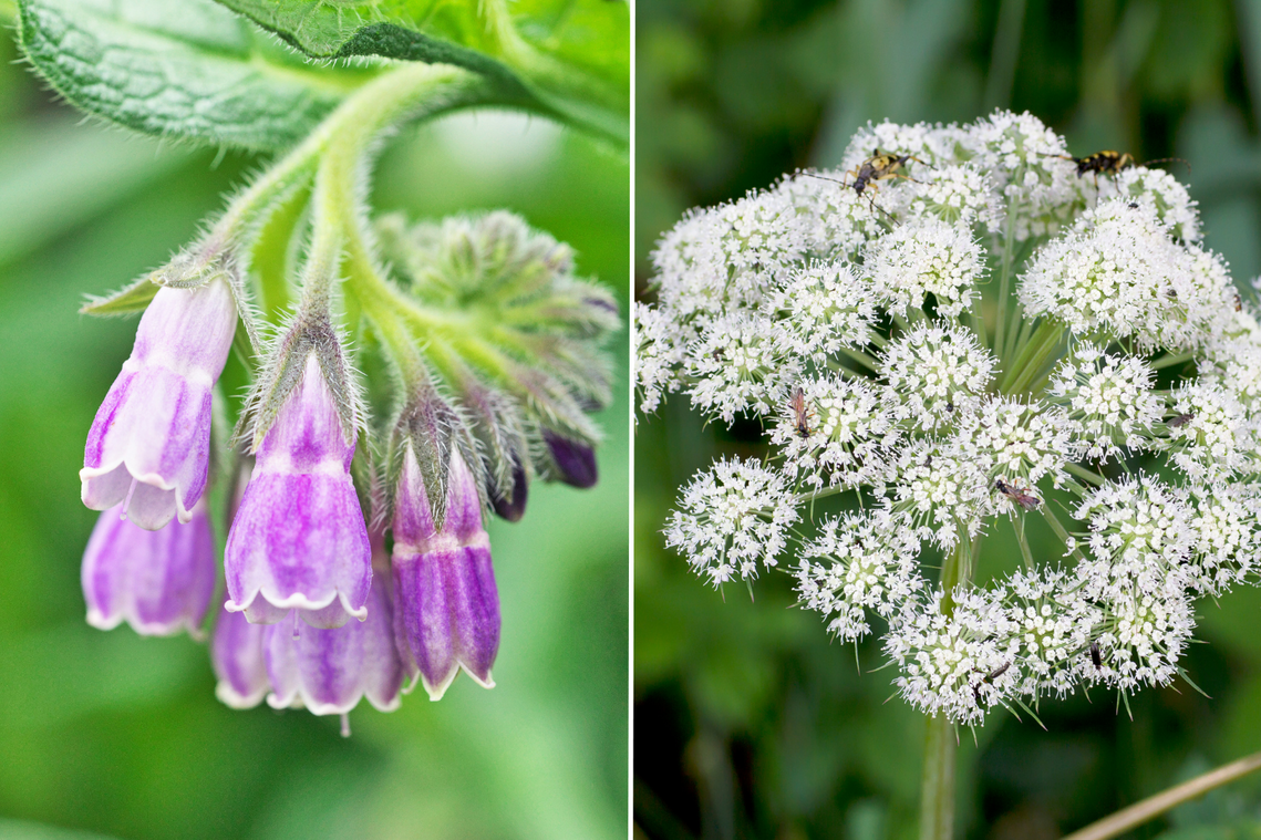 Comfrey e Angelica Cinese