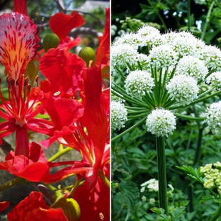 Fenghuang e Angelica Cinese