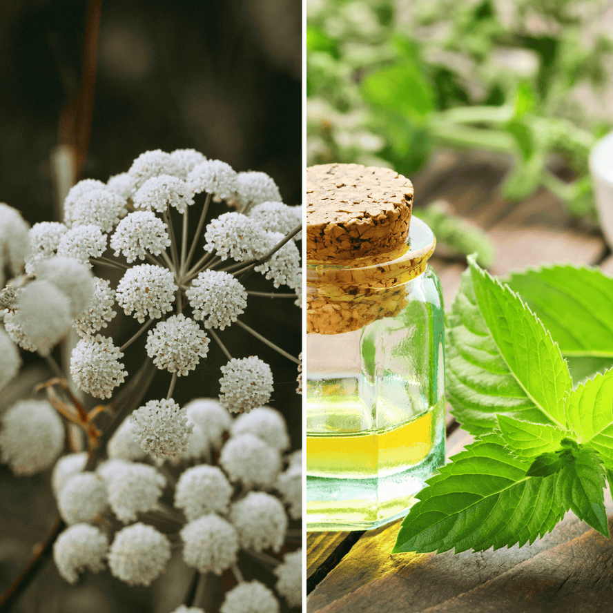 Ingredientes naturales y aceites